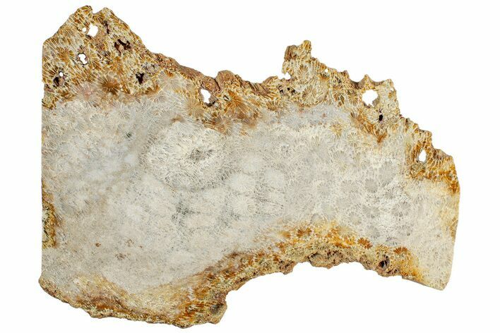 Polished Fossil Coral Slab - Indonesia #307970